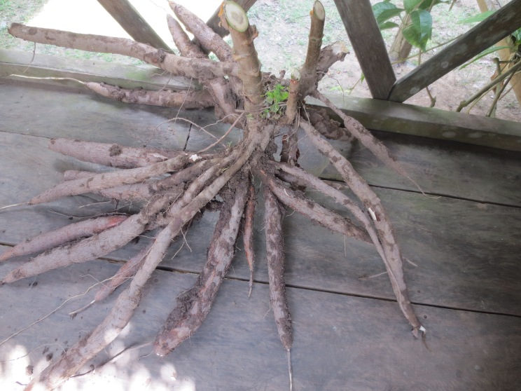 Yuca Root! (Tapioca, Manioc, Cassava)